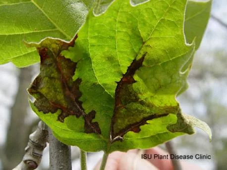 shade-tree-anthracnose-2