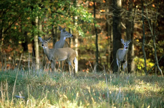 wi-0007-three-young-doe-1999-fw-ji-002_crop