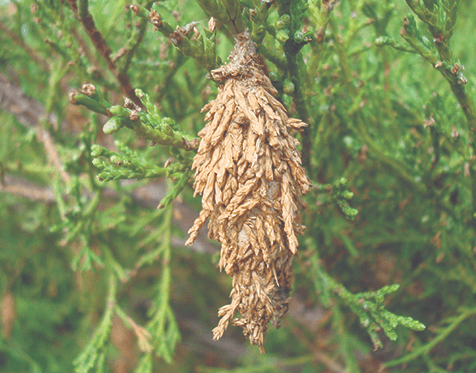 bagworm