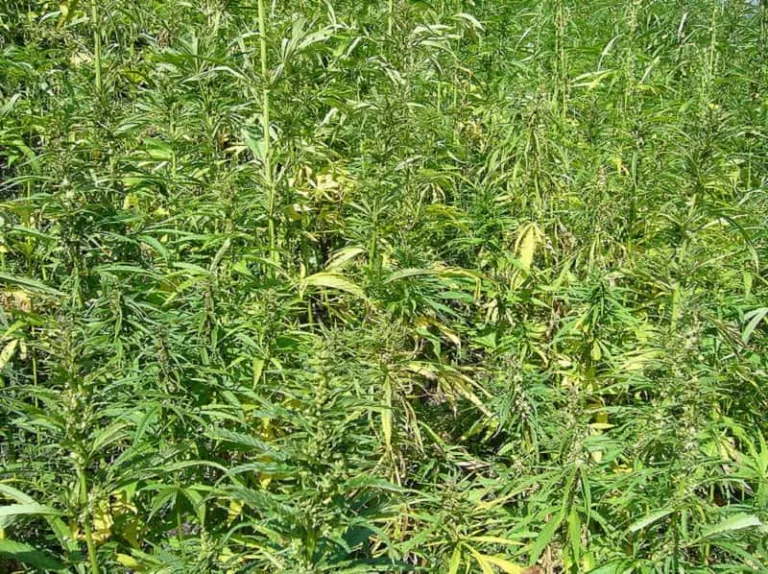 hemp-plants-wikimedia-commons-public-domain