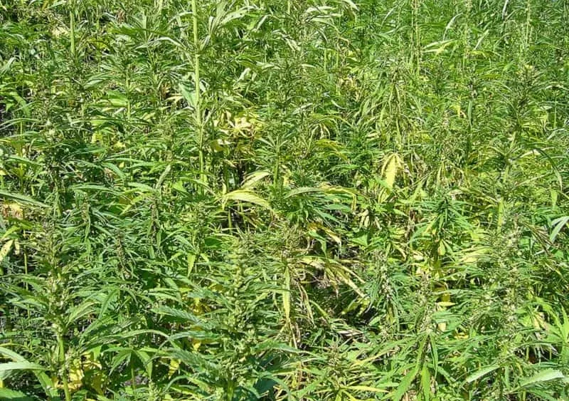 hemp-plants-wikimedia-commons-public-domain