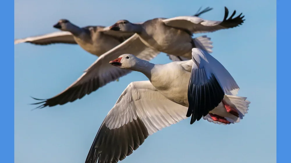 snowgeese-1