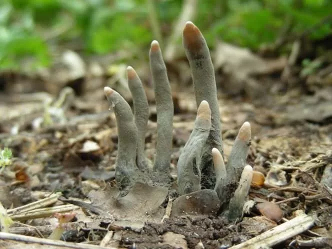 1-dead-mans-fingers-664x498