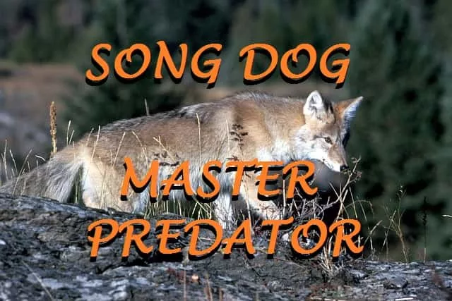 song-dog