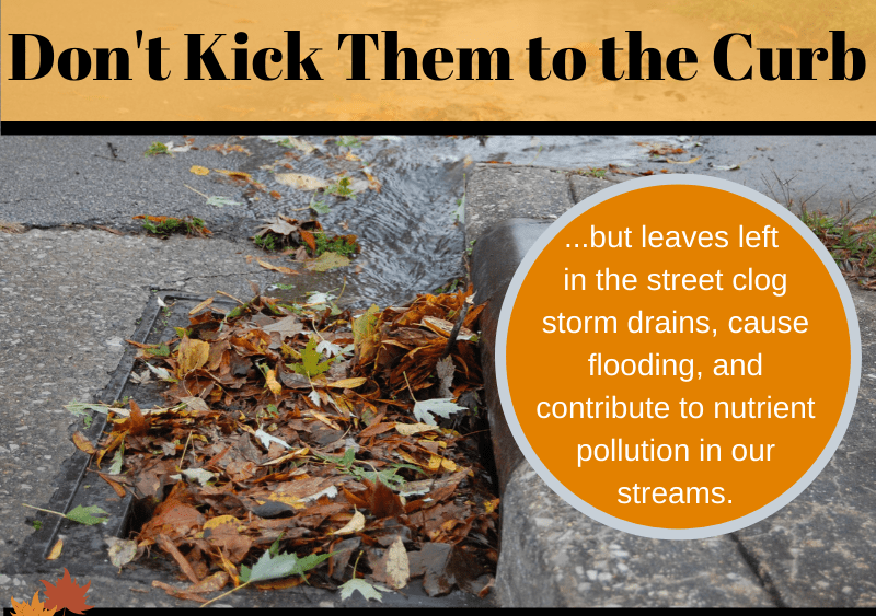 2019nov_leaves-in-stormwater7