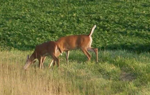 deer-photo-by-tammy-hancock-e1545496723158