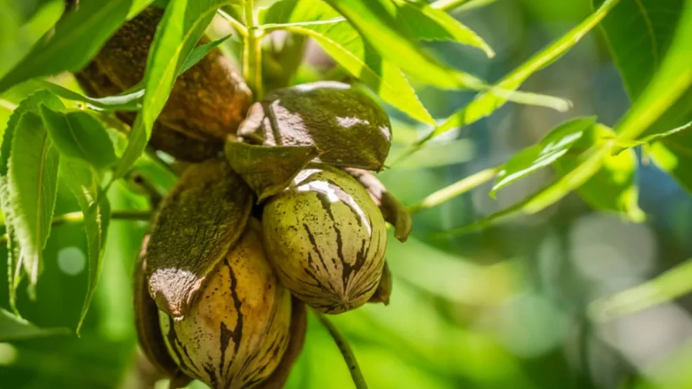 pecan-nut-cluster