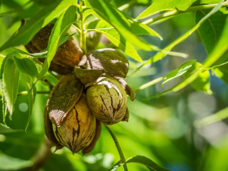 pecan-nut-cluster