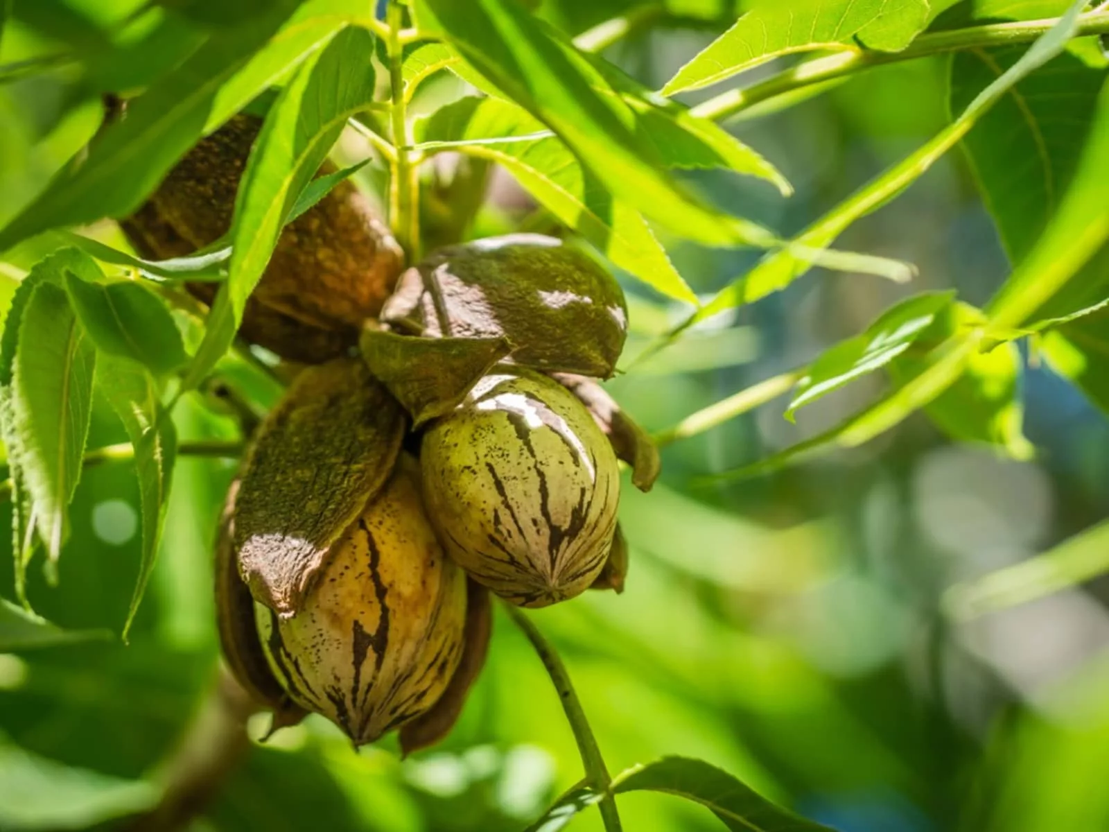 pecan-nut-cluster