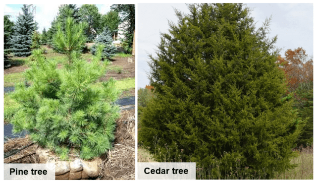 pineandcedartree-640x369-1