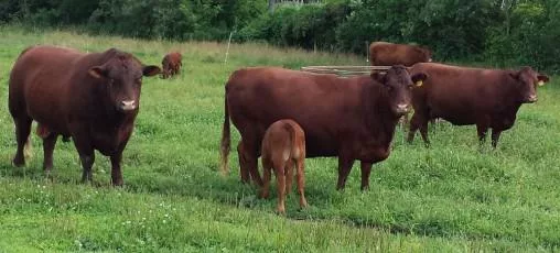 livestock-safety-graphic