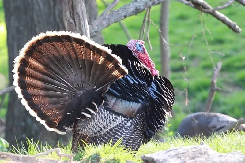 turkey-tail