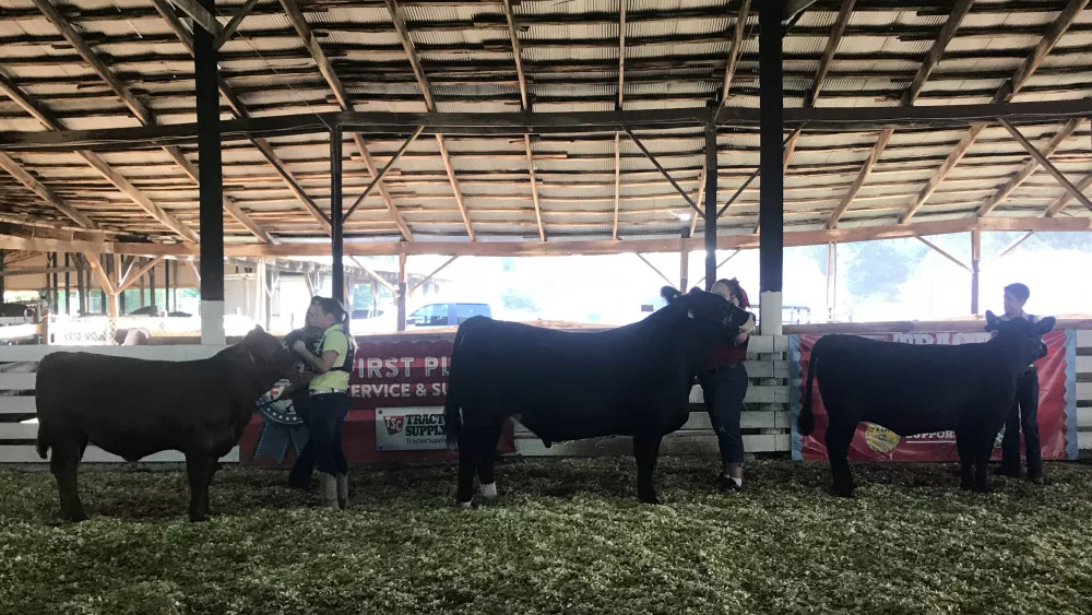 wksf-cattle-show-2019