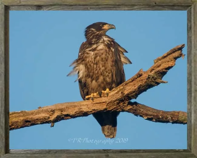 latf-chickhadnotfledged-tedroach