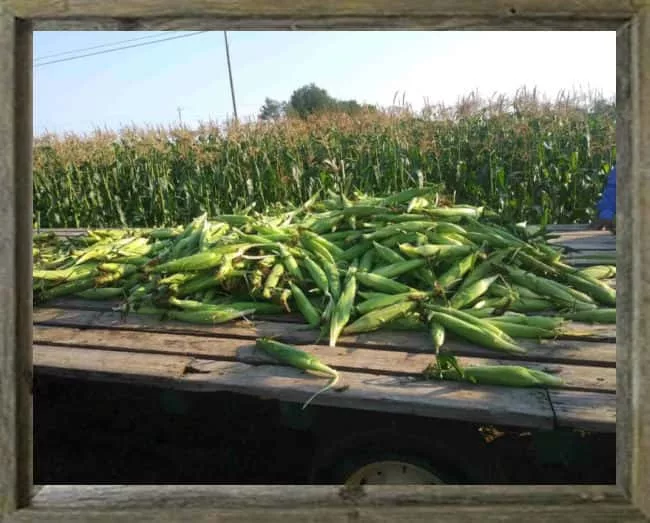 latf-rogerssisters-sweet-corn-available-at-the-shop-up-the-road-smith-rogers