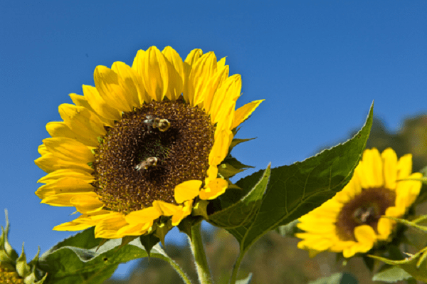 sunflower