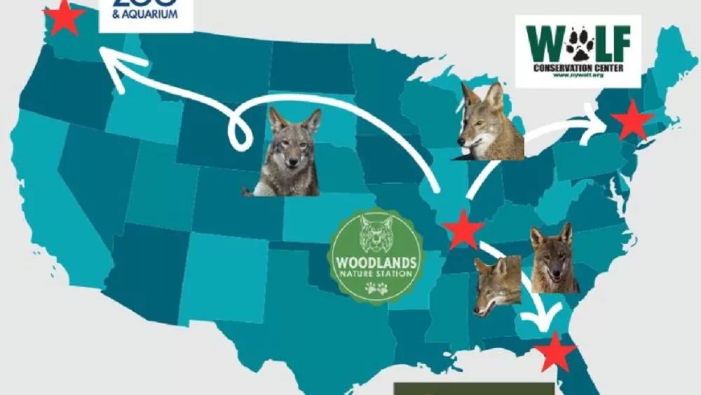 12-26-23-american-red-wolves-map-woodlands-nature-station-2