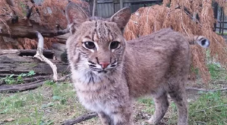 09-26-18-lbl-bobcat