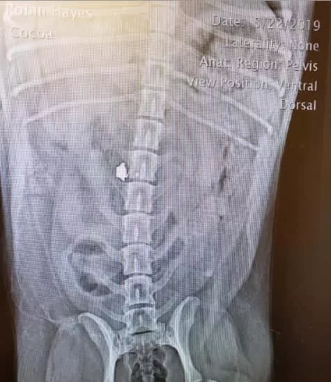 08-26-19-xray-shot-dog