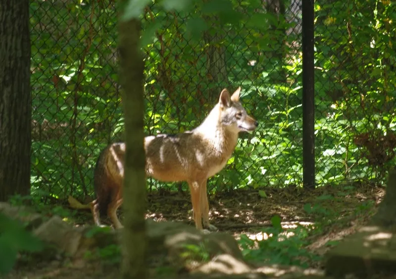 05-27-21-woodland-nature-station-wolf-1