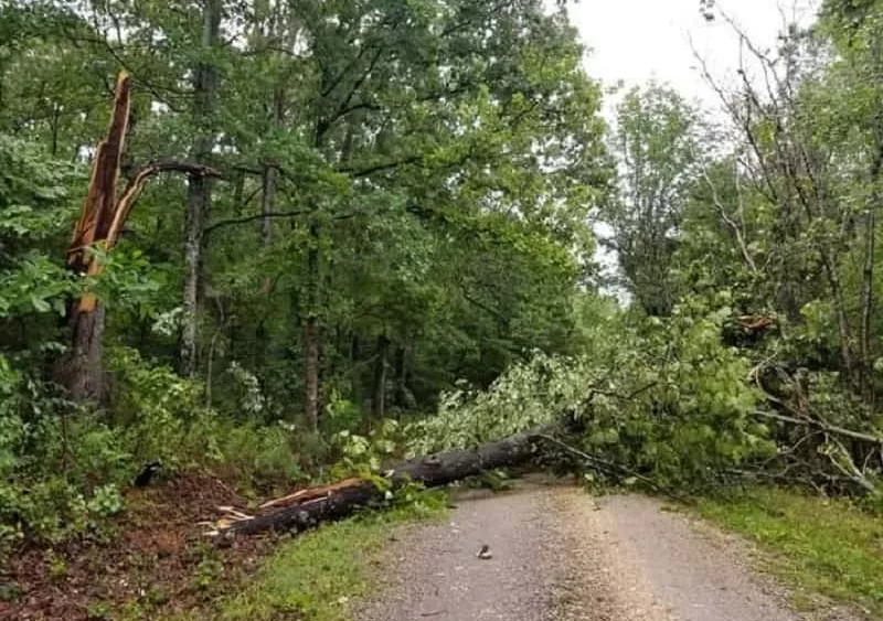 06-27-19-lbl-downed-trees-friends-of-lbl