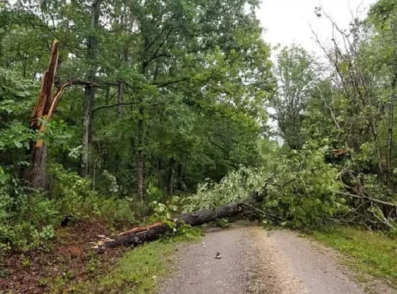 06-27-19-lbl-downed-trees-friends-of-lbl