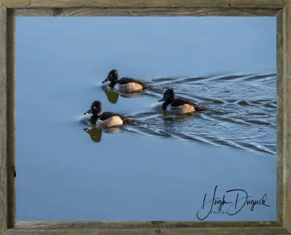 latf-ringneckducks-hughduguid