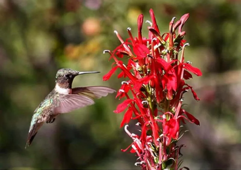 hummingbird-friends-of-lbl