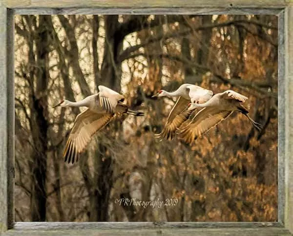 mil-sandhillcranes-tedroach