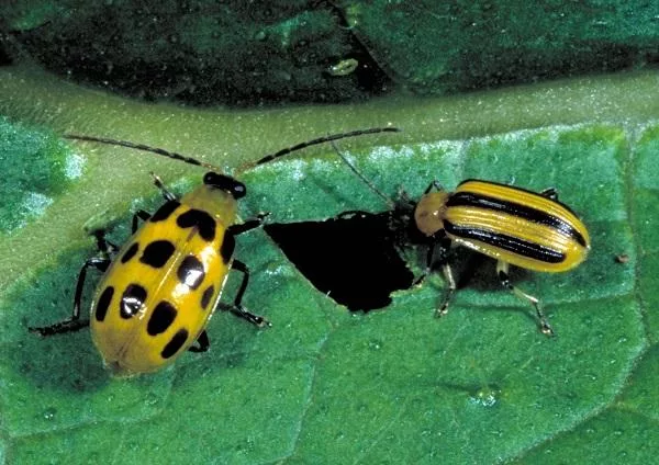 cucumber-beetles