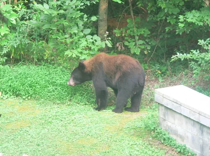 07-29-21-charleston-bear-sighting-2