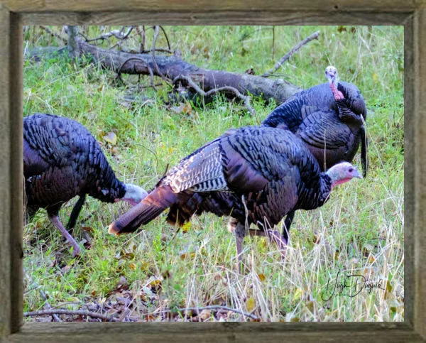 latf-we-saw-two-large-flocks-one-on-otter-creak-road-and-a-second-on-the-lake-trail-at-radnor-lake-natural-area-and-wildlife-refuge