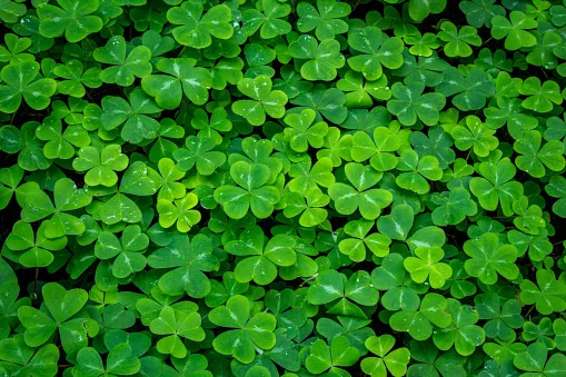 undergrowth-of-clover