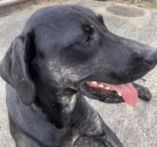 missing-lab