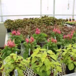 christian-co-ffa-greenhouse-2025-10