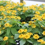christian-co-ffa-greenhouse-2025-16