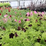 christian-co-ffa-greenhouse-2025-3