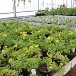 christian-co-ffa-greenhouse-2025-4