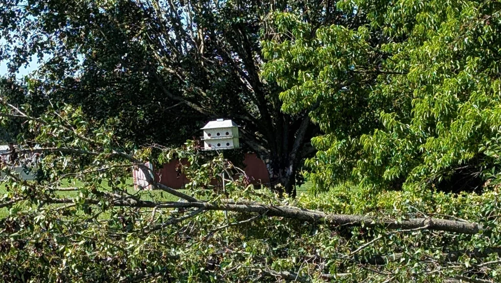 inbound6380697864940913987