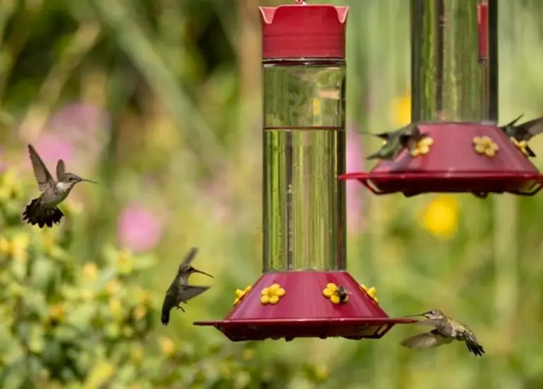 deb-howard-af2-2023-1