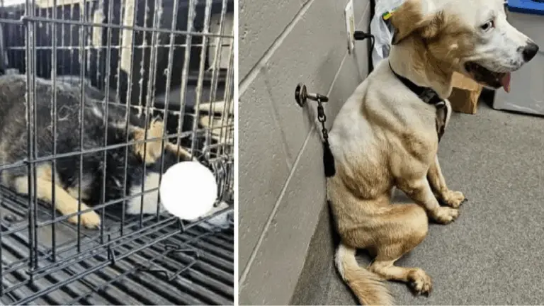 screenshot_20250724-170433