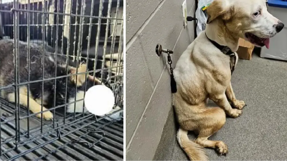 screenshot_20250724-170433