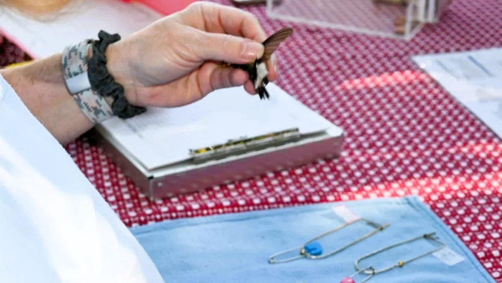 082825-hummingbird-festival-1