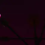 102525-pink-out-19