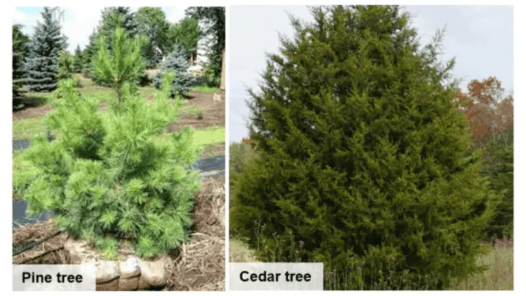 pine-cedar-difference-1-1