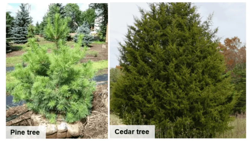 pine-cedar-difference-1-1