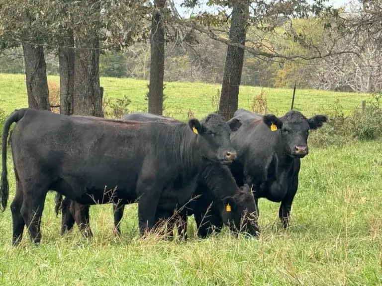 ky-tn-livestock-photo