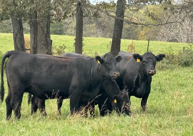 ky-tn-livestock-photo