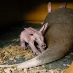 aardvark-calf_55031642112_o