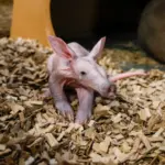 aardvark-calf_55031642257_o